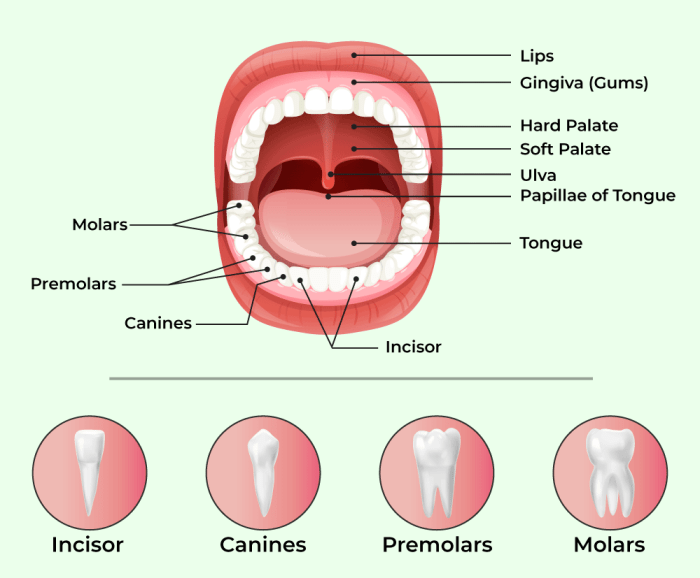 Teeth eruption chart for deciduous and permanent teeth | News | Dentagama