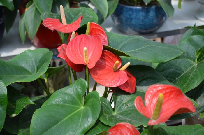 Anthurium Plant Free Stock Photo - Public Domain Pictures
