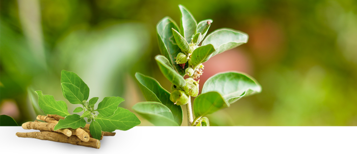 Ashwagandha for stress relief