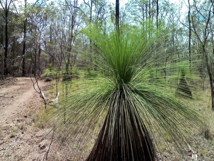 Natural insomnia treatment