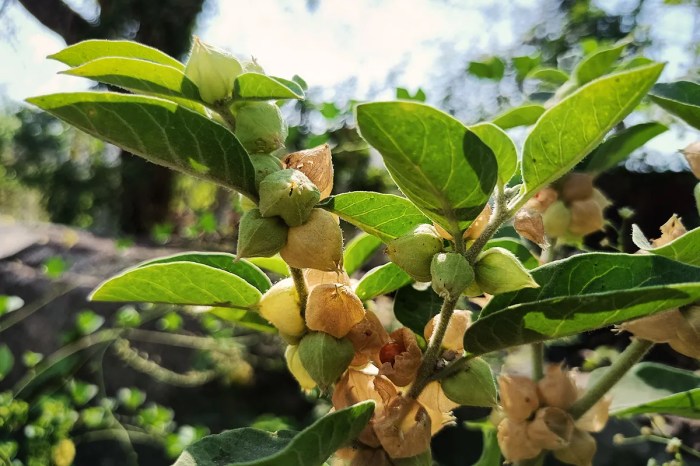 Ashwagandha for stress relief