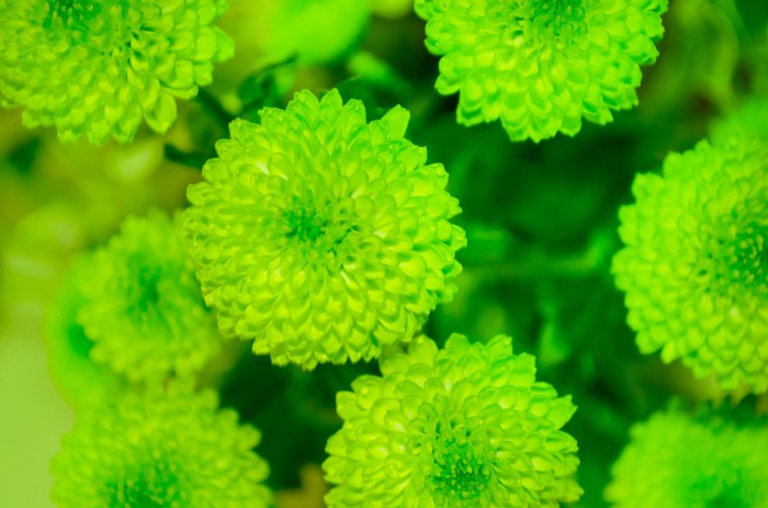 Plant-based diet for health