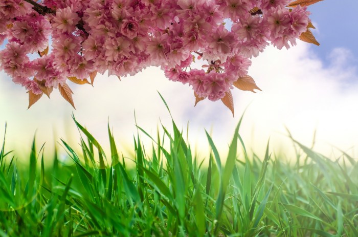 Natural Background Free Stock Photo - Public Domain Pictures